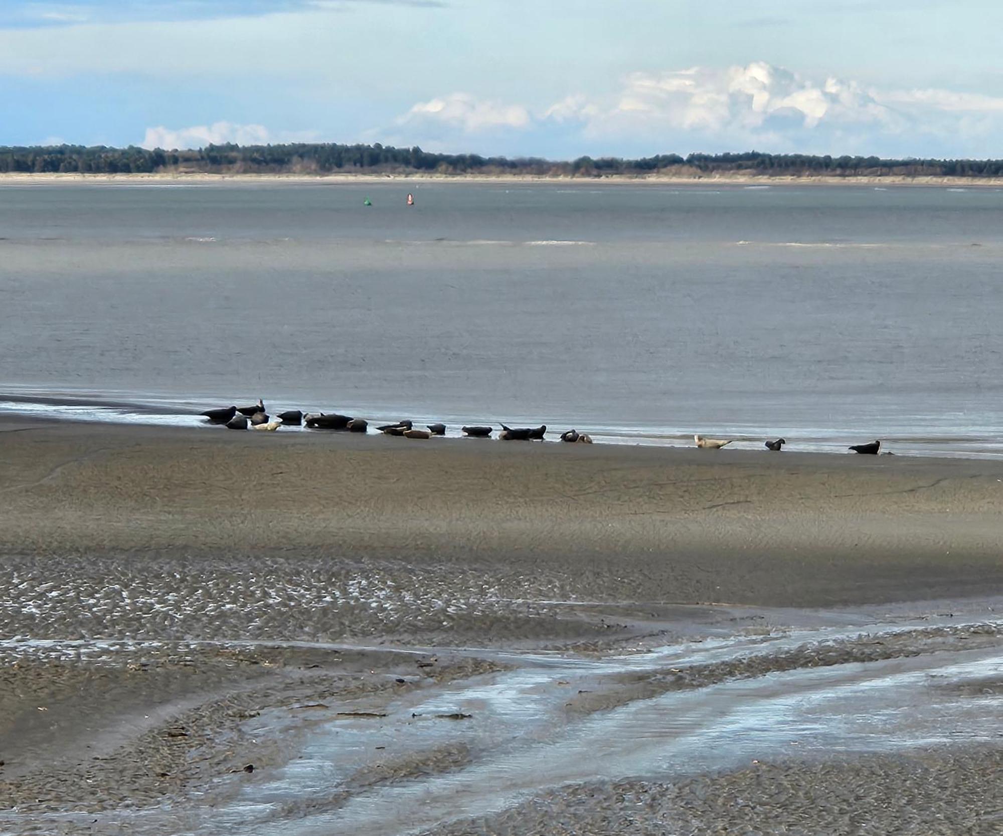 L'Instant Bed and Breakfast Cayeux-sur-Mer Eksteriør billede